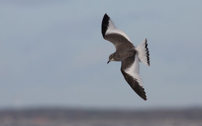 Trnms - Sabines Gull (Xema sabini)