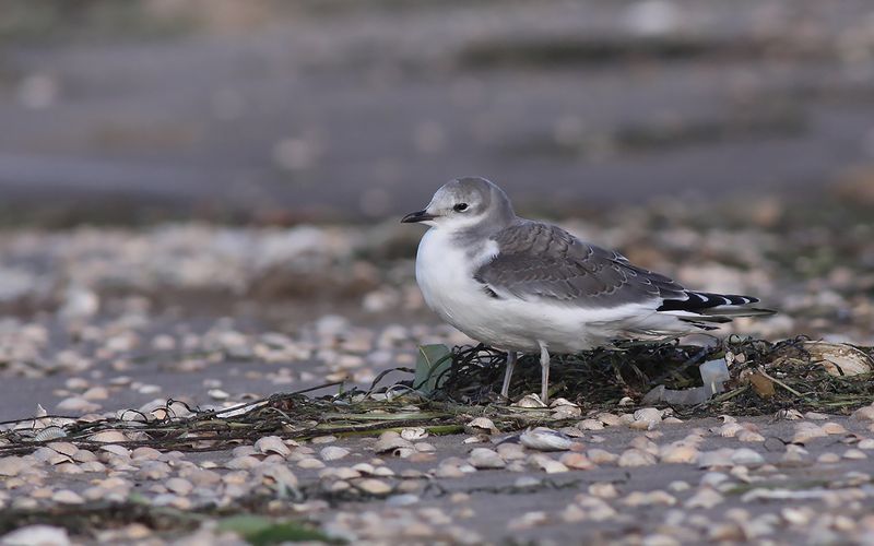 Trnms - Sabines Gull (Xema sabini)