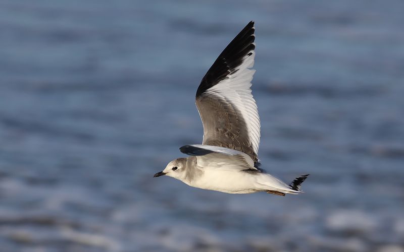 Trnms - Sabines Gull (Xema sabini)