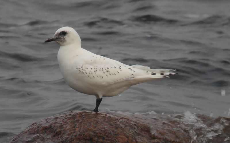 Isms - Ivory Gull (Pagophila eburnea)