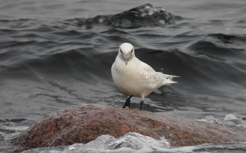 Isms - Ivory Gull (Pagophila eburnea)