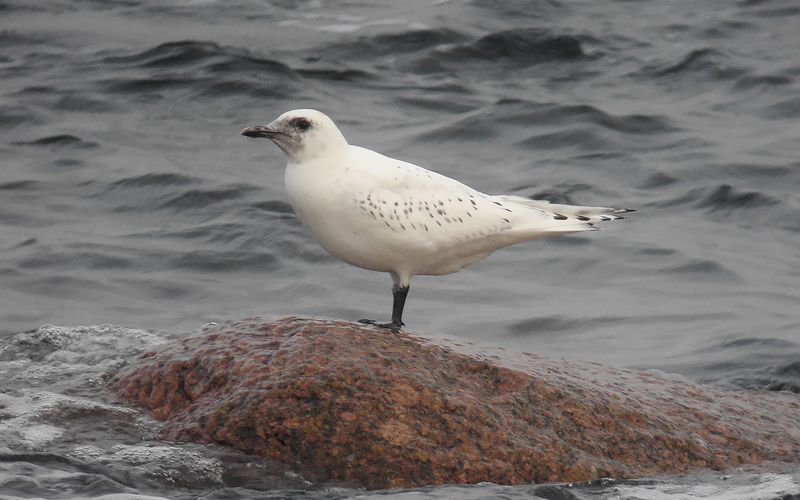 Isms - Ivory Gull (Pagophila eburnea)
