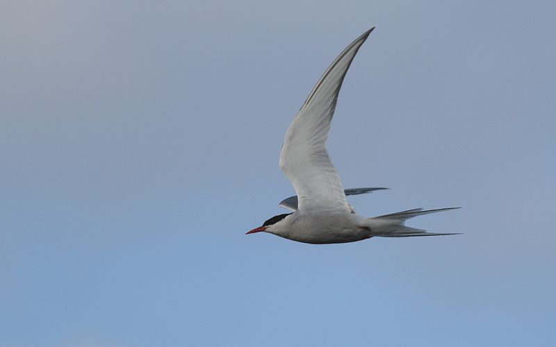 Silvertärna - Arctic Tern (Sterna paradisaea)
