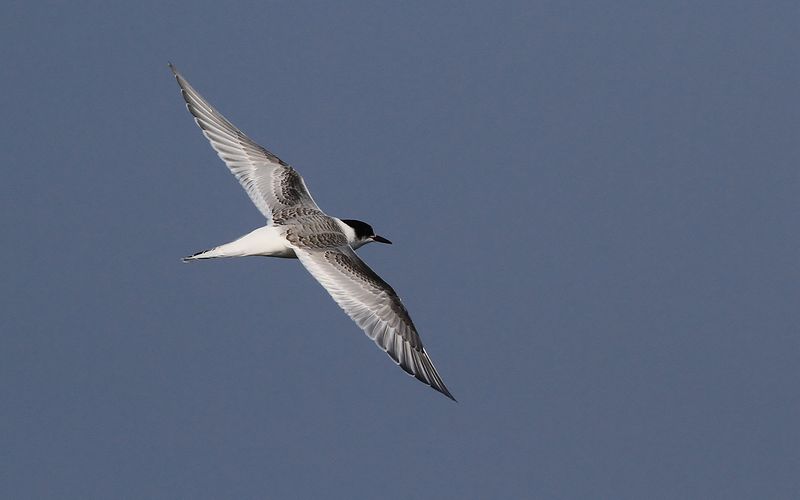 Silvertärna - Arctic Tern (Sterna paradisaea)