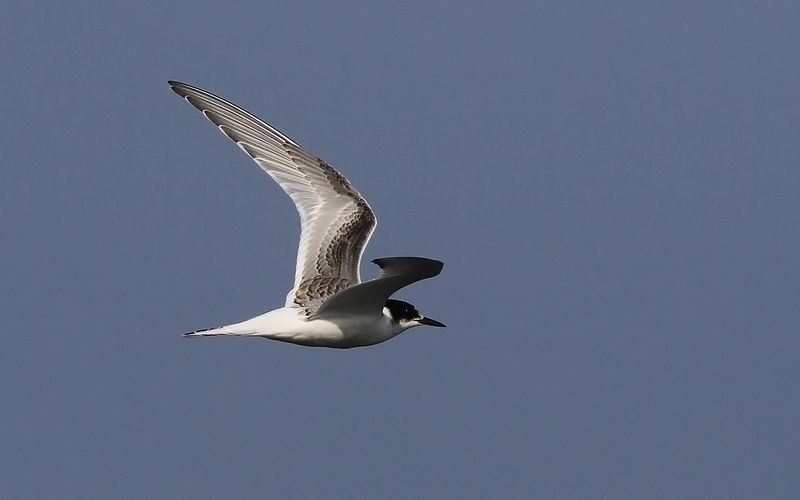 Silvertärna - Arctic Tern (Sterna paradisaea)