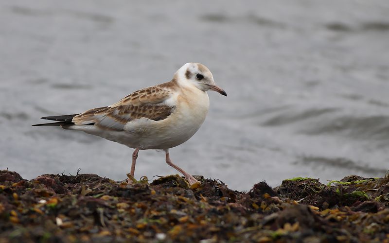 Skrattms - Black-headed Gull (Chroicocephalus ridibundus)