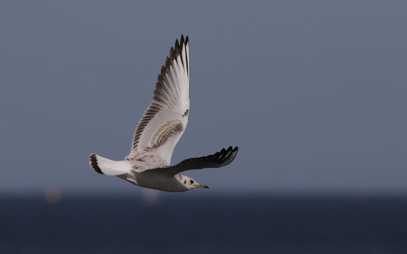 Skrattms - Black-headed Gull (Chroicocephalus ridibundus)