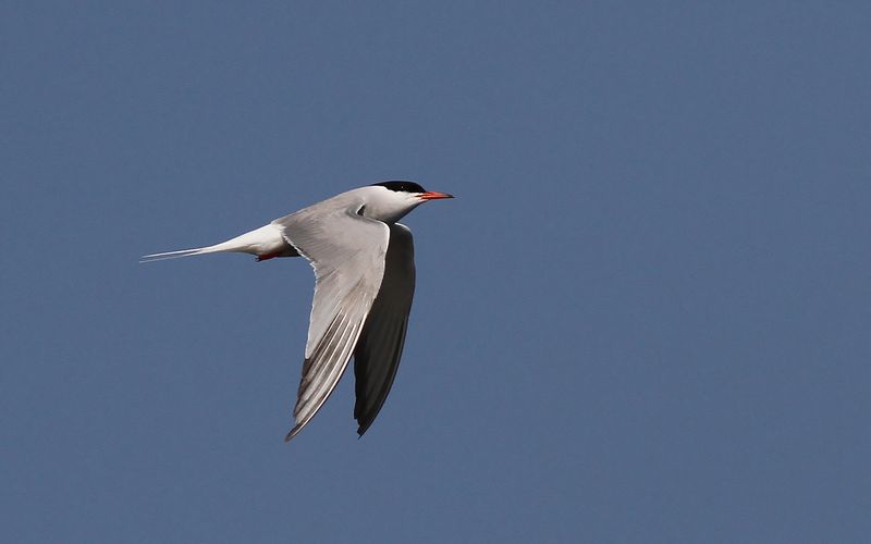Fisktärna - Common Tern (Sterna hirundo)