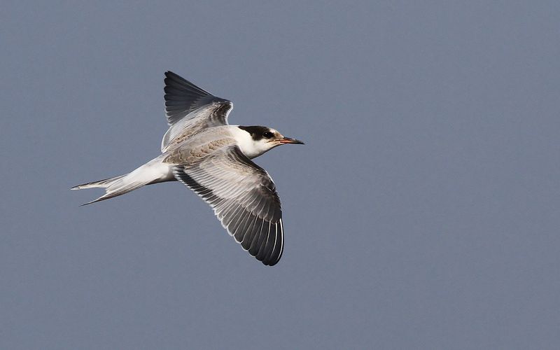 Fisktärna - Common Tern (Sterna hirundo)
