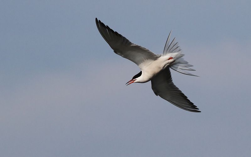 Fisktärna - Common Tern (Sterna hirundo)