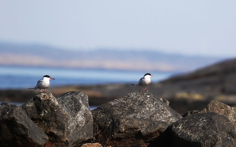 Fisktärna - Common Tern (Sterna hirundo)