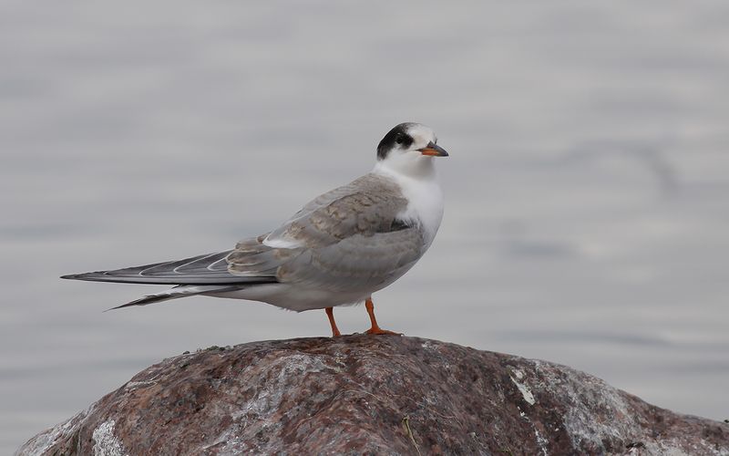 Fisktärna - Common Tern (Sterna hirundo)