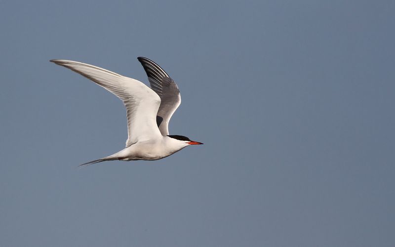 Fisktärna - Common Tern (Sterna hirundo)
