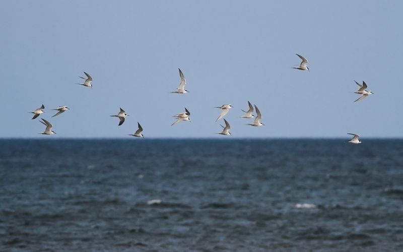 Fisktärna - Common Tern (Sterna hirundo)