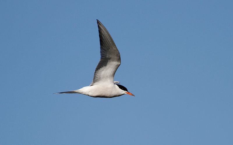 Fisktrna - Common Tern (Sterna hirundo)