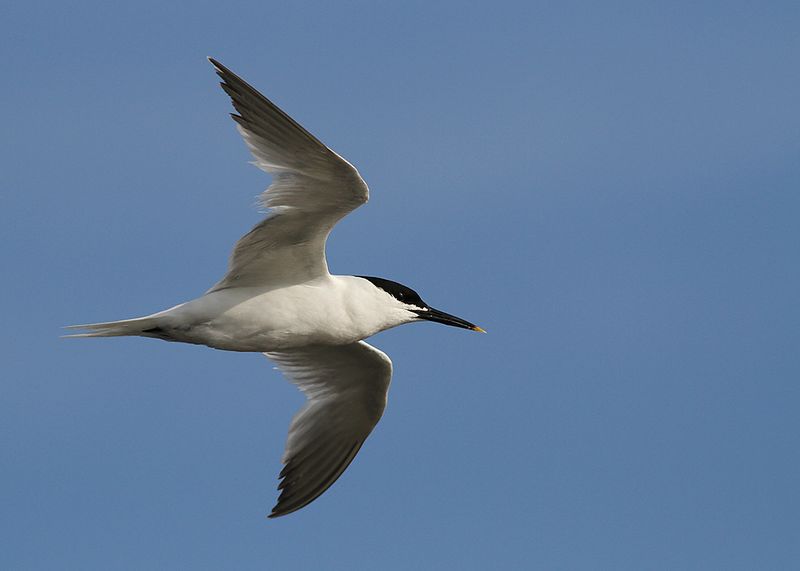 Kentsk trna - Sandwich Tern (Thalasseus sandvicensis)