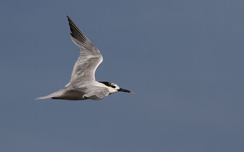 Kentsk trna - Sandwich Tern (Thalasseus sandvicensis)