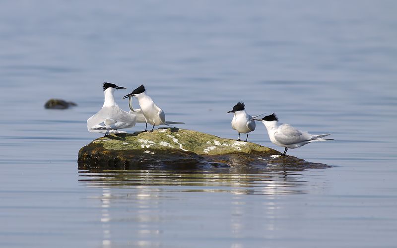 Kentsk trna - Sandwich Tern (Thalasseus sandvicensis)