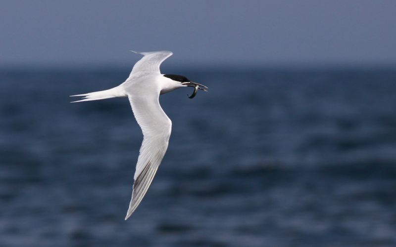 Kentsk trna - Sandwich Tern (Thalasseus sandvicensis)
