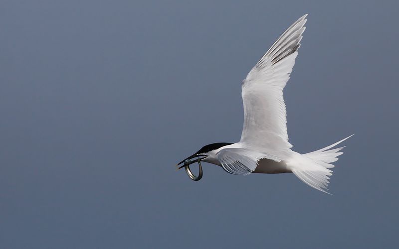 Kentsk trna - Sandwich Tern (Thalasseus sandvicensis)