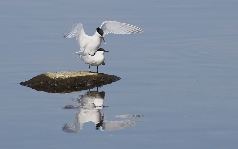 Kentsk trna - Sandwich Tern (Thalasseus sandvicensis)