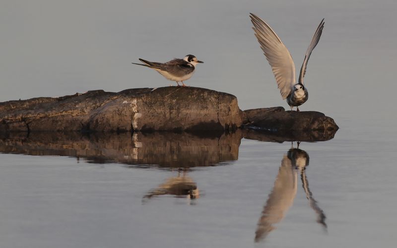 Svarttrna - Black Tern (Chlidonias niger)