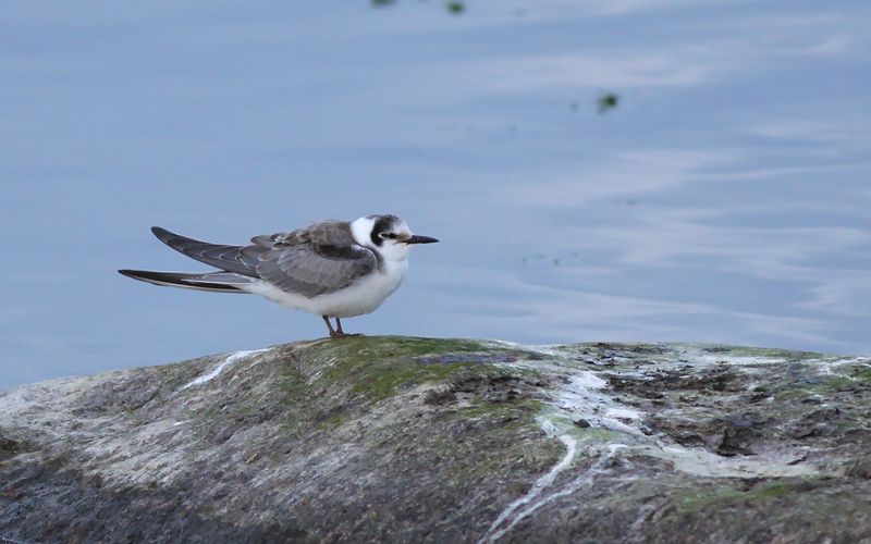 Svarttrna - Black Tern (Chlidonias niger)