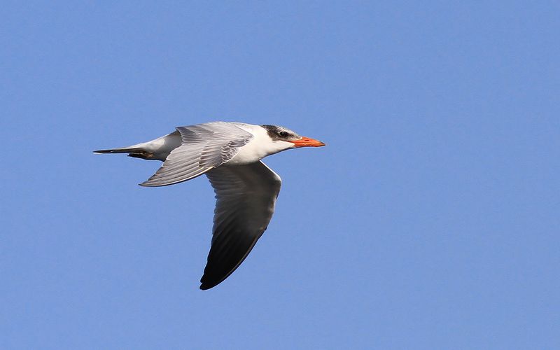 Skrntrna - Caspian Tern  (Hydroprogne caspia)