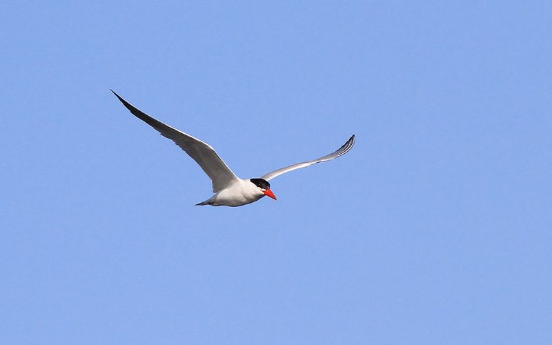 Skrntrna - Caspian Tern  (Hydroprogne caspia)