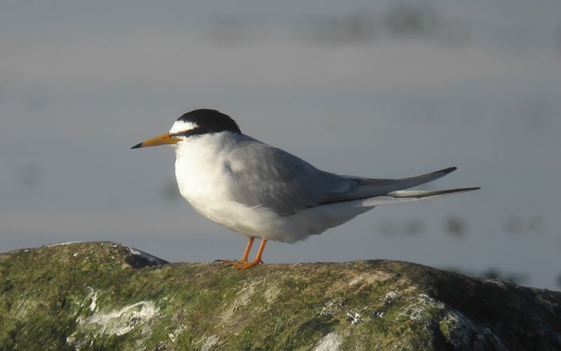 Smtrna - Little Tern (Stemula albifrons)