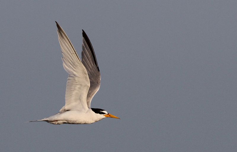 Smtrna - Little Tern (Stemula albifrons)