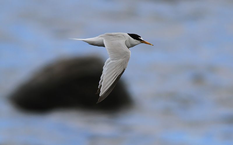 Smtrna - Little Tern (Stemula albifrons)