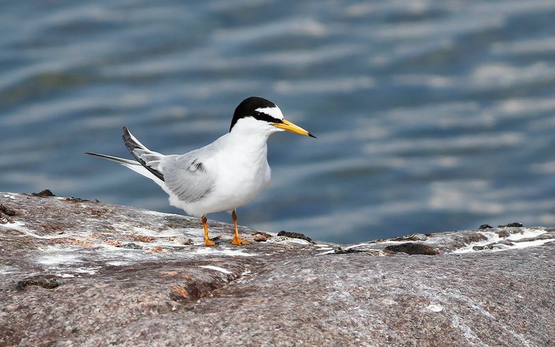 Smtrna - Little Tern (Stemula albifrons)