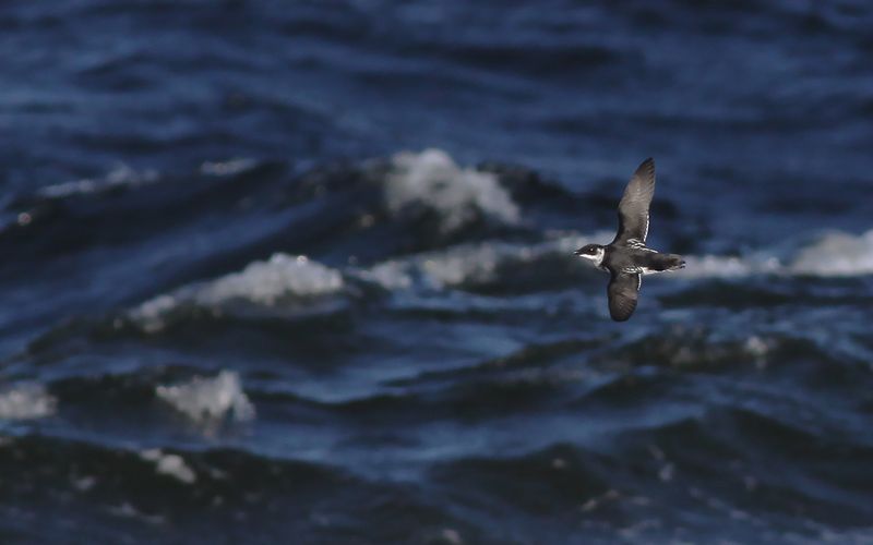 Alkekung - Little Auk (Alle alle)