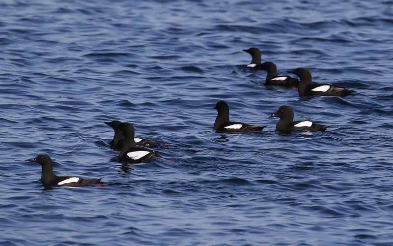 Tobisgrissla - Black Guillemot (Cepphus grylle)