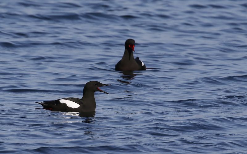 Tobisgrissla - Black Guillemot (Cepphus grylle)