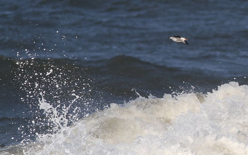 Tobisgrissla - Black Guillemot (Cepphus grylle)