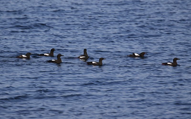 Tobisgrissla - Black Guillemot (Cepphus grylle)