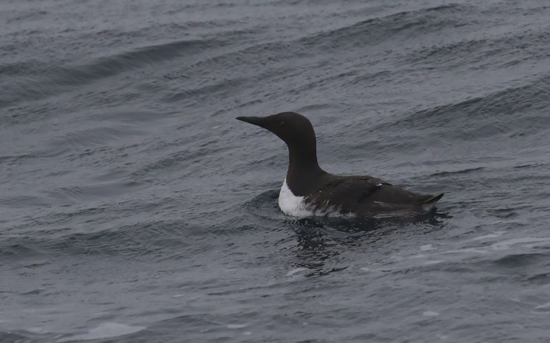 Sillgrissla -  Common Guillemot (Uria aalge) 