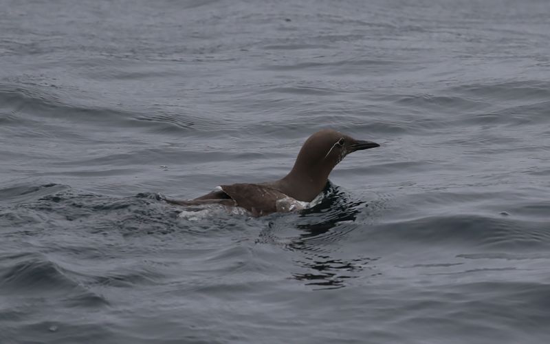 Sillgrissla -  Common Guillemot (Uria aalge) 