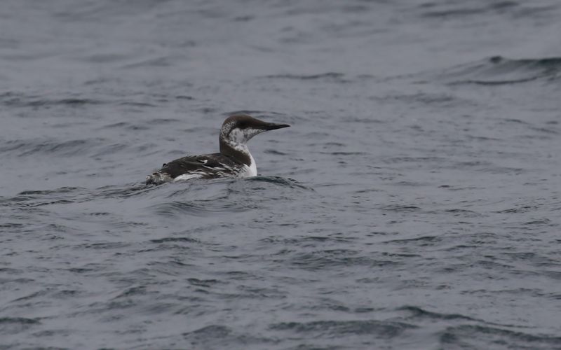 Sillgrissla -  Common Guillemot (Uria aalge) 