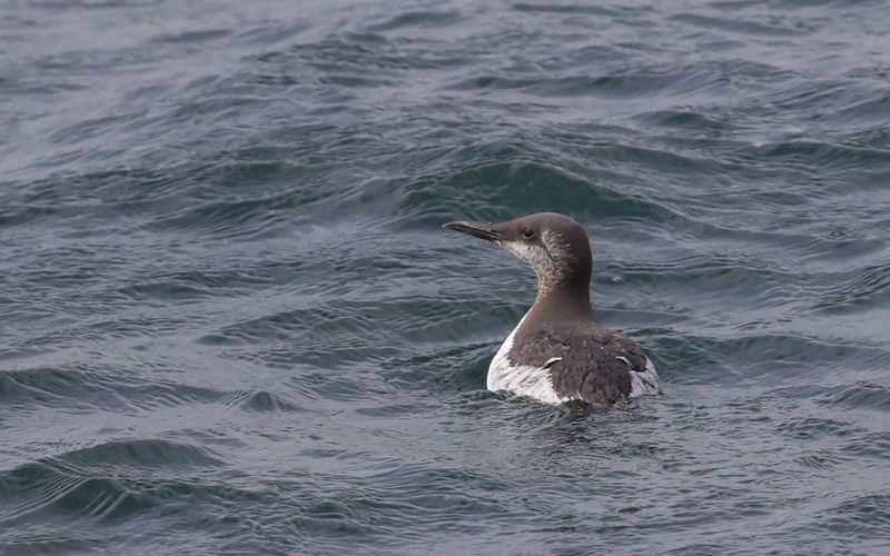 Sillgrissla -  Common Guillemot (Uria aalge) 
