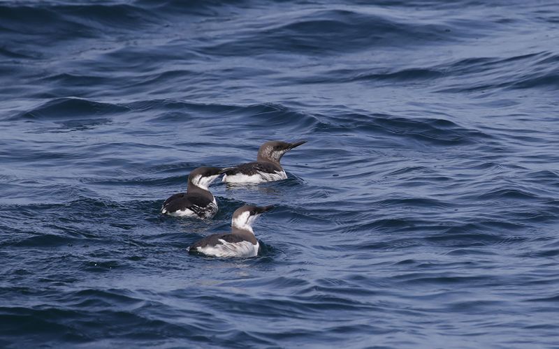 Sillgrissla -  Common Guillemot (Uria aalge) 