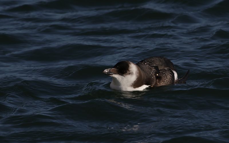 Tordmule - Razorbill (Alca torda)