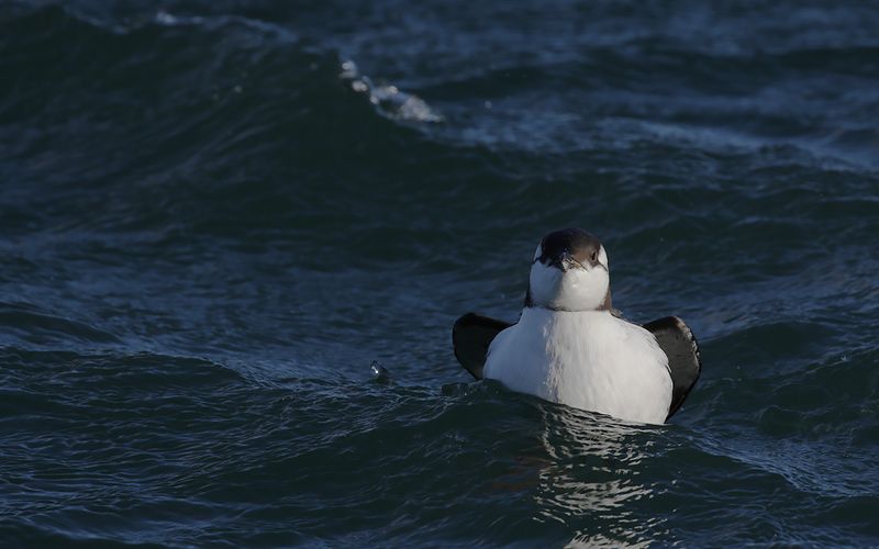 Sillgrissla -  Common Guillemot (Uria aalge) 