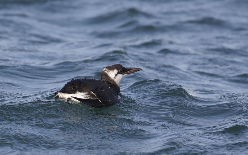 Sillgrissla -  Common Guillemot (Uria aalge) 