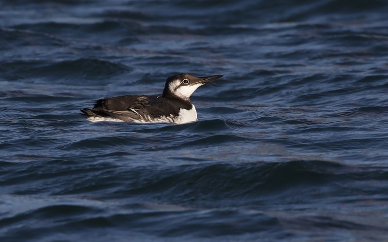 Sillgrissla -  Common Guillemot (Uria aalge) 