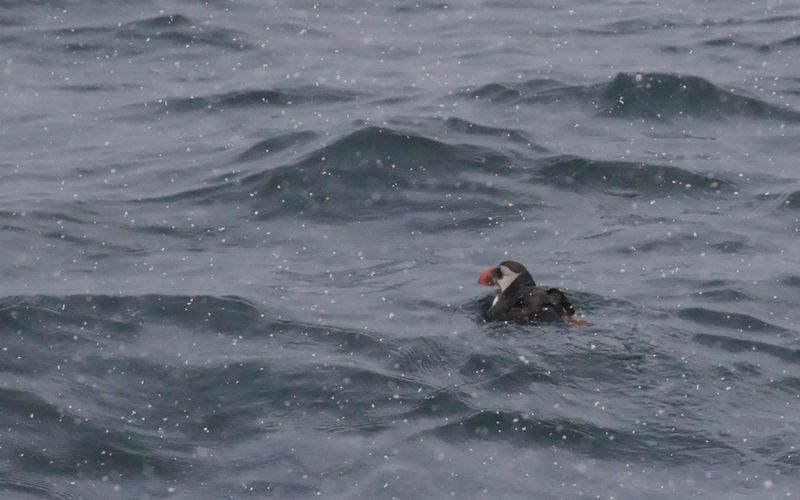 Auks