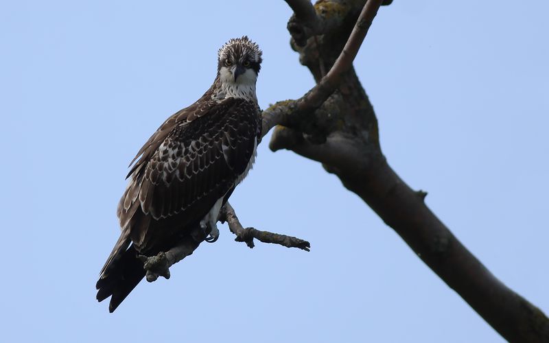 Fiskgjuse - Osprey Pandion haliaetus