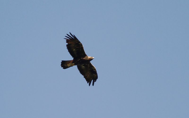 Kungsörn - Golden Eagle (Aquila chrysaetos)